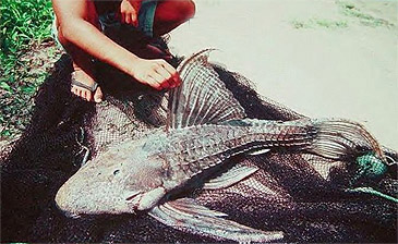 Record photograph for Pseudacanthicus histrix